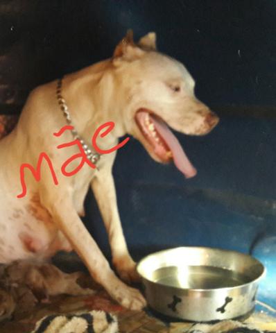 Pitbull American bully - Foto 3