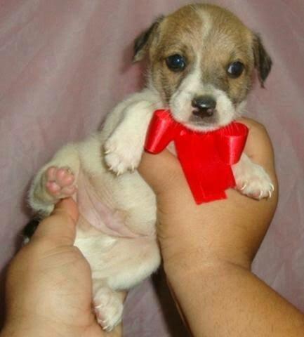 Chihuahua x pinscher só 150 - Foto 4