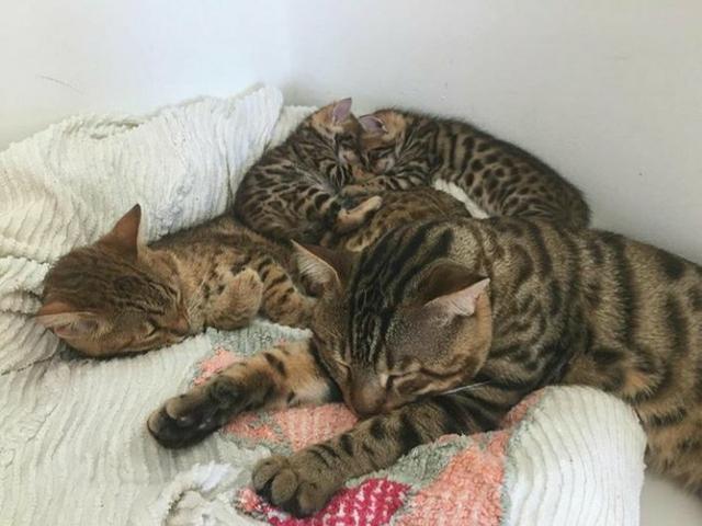 Mini onças, vendo filhote de Bengal o gato de bengala - Foto 3