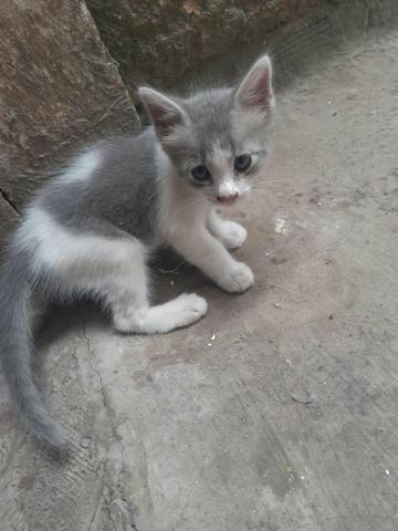 Estou doando pois nao tenho condicoes de fica com eles