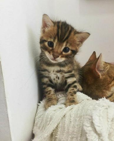 Mini onças, vendo filhote de Bengal o gato de bengala