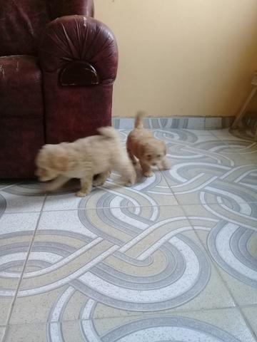 Vendo filhote de pulletoy com pulle 02
