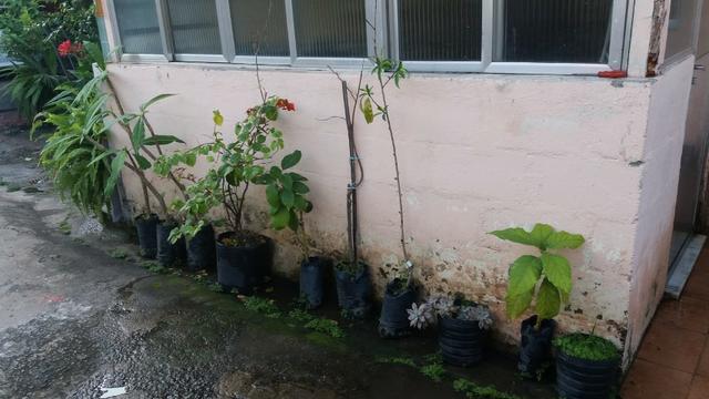 Mudas Frutíferas - Foto 2