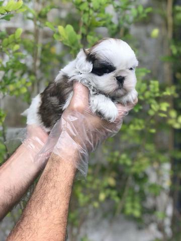 Shih Tzu garantias em contrato (tamanho, e doenças virais, genéticas) - Foto 2