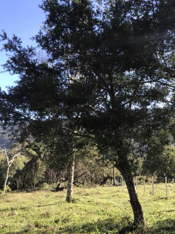 Sítio em Urubici - Foto 4