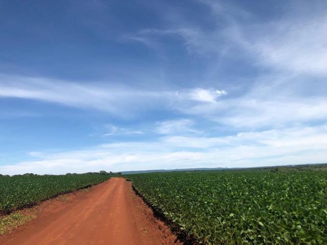 130 Alq. em Lavoura. Paraúna-GO. (Terra de Primeira) - Foto 2