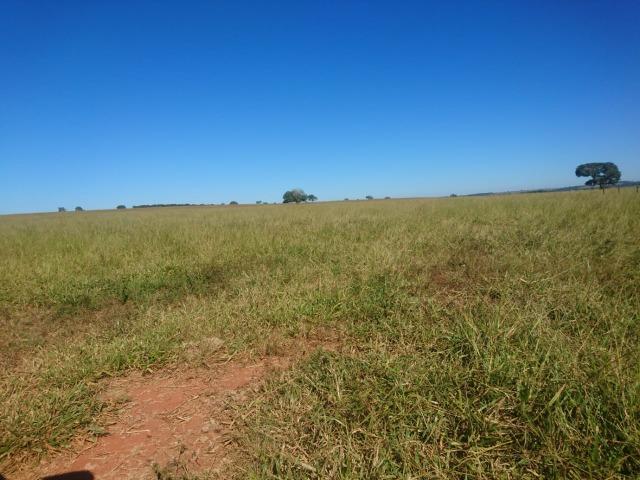 Fazenda Agrícola em Palminopolis-GO. 50 Alq. c/ 30 em Lavoura - Foto 14