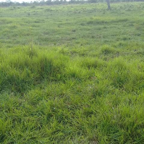 Fazenda Boa de Terra em Cocalinho - MT - Foto 18