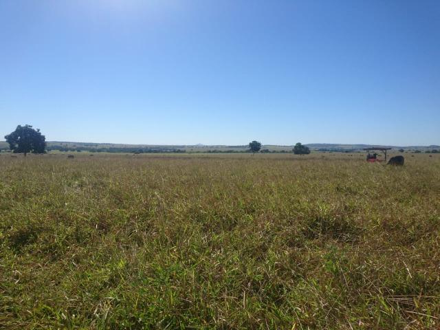 Fazenda Agrícola em Palminopolis-GO. 50 Alq. c/ 30 em Lavoura - Foto 10