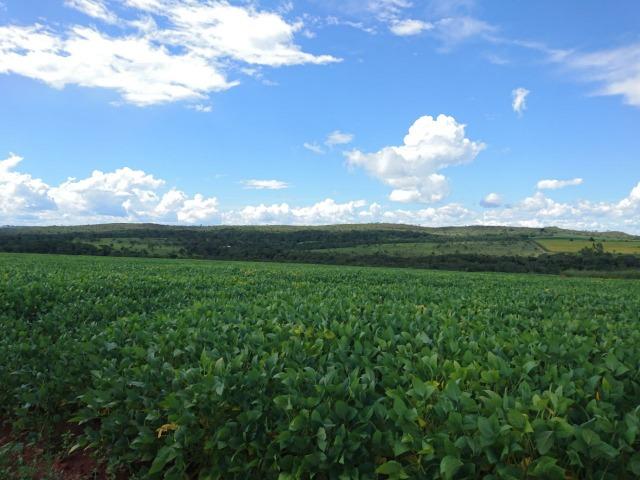 Fazenda 70 Alqueires em Cristianópolis-GO (Lavoura e Gado)