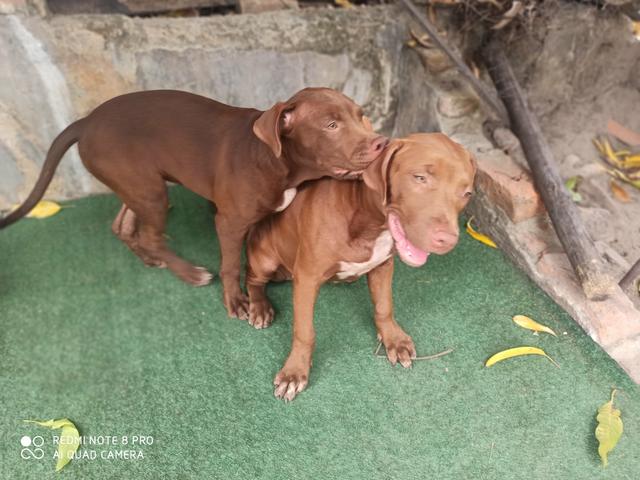 Filhote Pit Bull - Foto 5