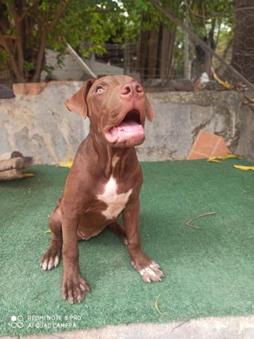 Filhote Pit Bull - Foto 4