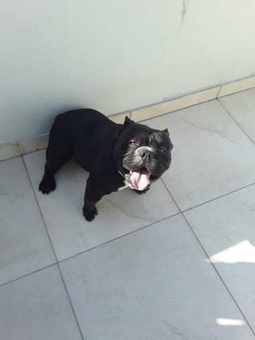 American bully