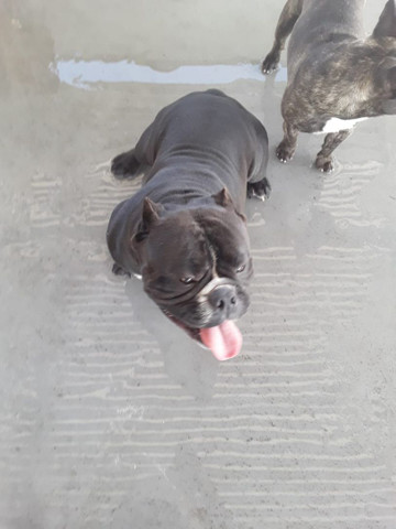American bully - Foto 6