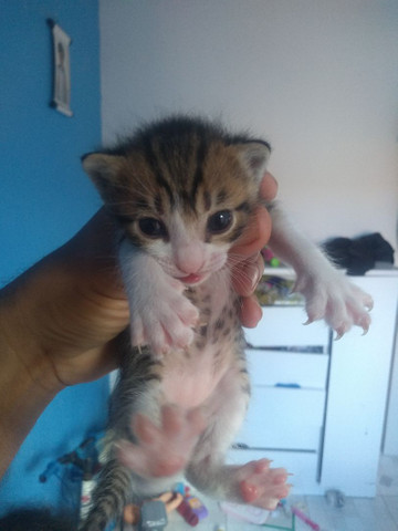 Doações de gatos