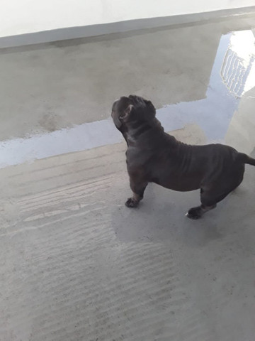 American bully - Foto 5