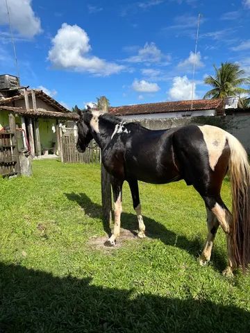 Cavalo alazão tostado de marcha picada - Cavalos e acessórios