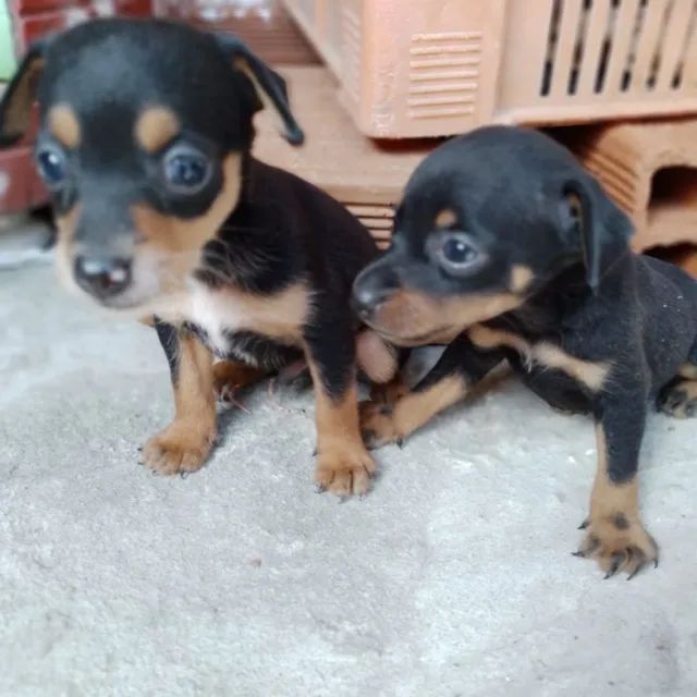 Filhote de pinscher Cachorros e acessórios João Paulo II, João