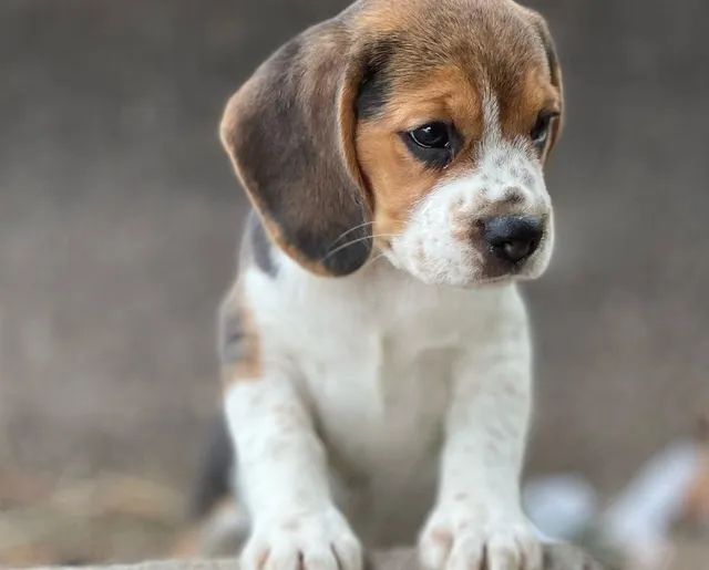 Lindos Beagle 