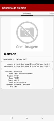 Egua MM Pampa Registrada - Foto 4