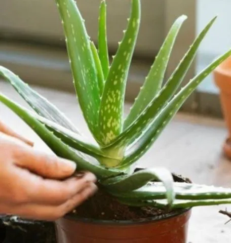 Aloe Vera ou Babosa