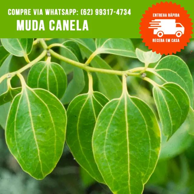 Muda de Canela