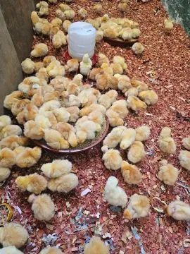 PINTINHOS GAINHAS FRANGOS CAIPIRA (Leia o Anuncio)