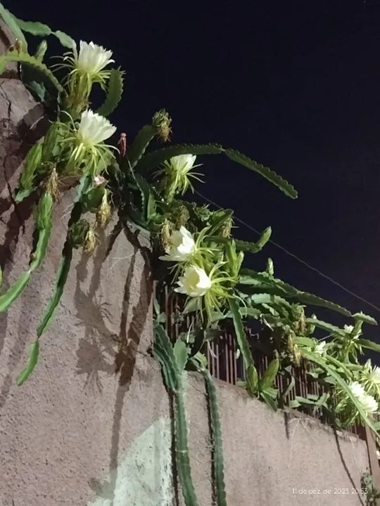 Muda de pitaya  - Foto 3