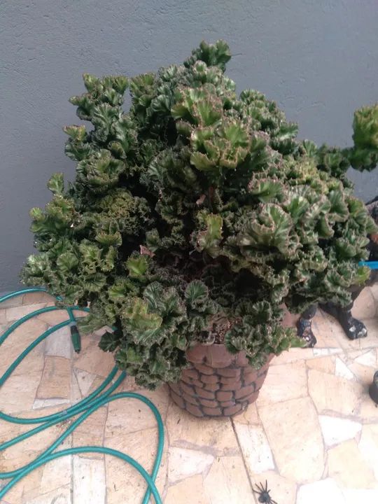 Cacto monstro cristata com 7anos no vaso - Foto 3