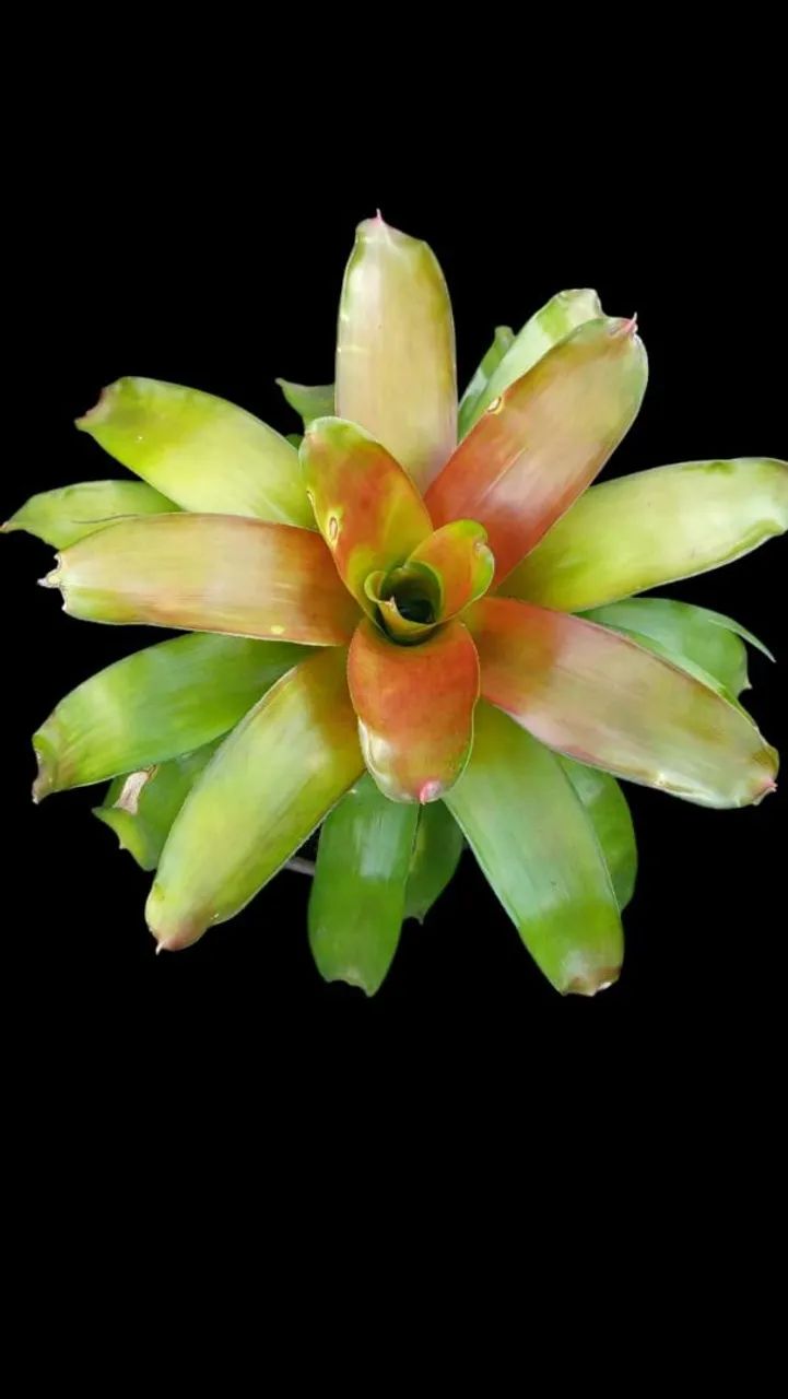 Bromélias  - Foto 2