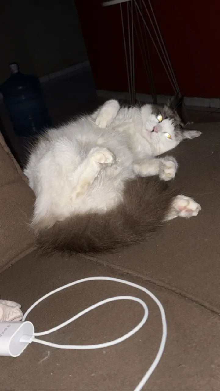 Gatinho fofo para adoção!