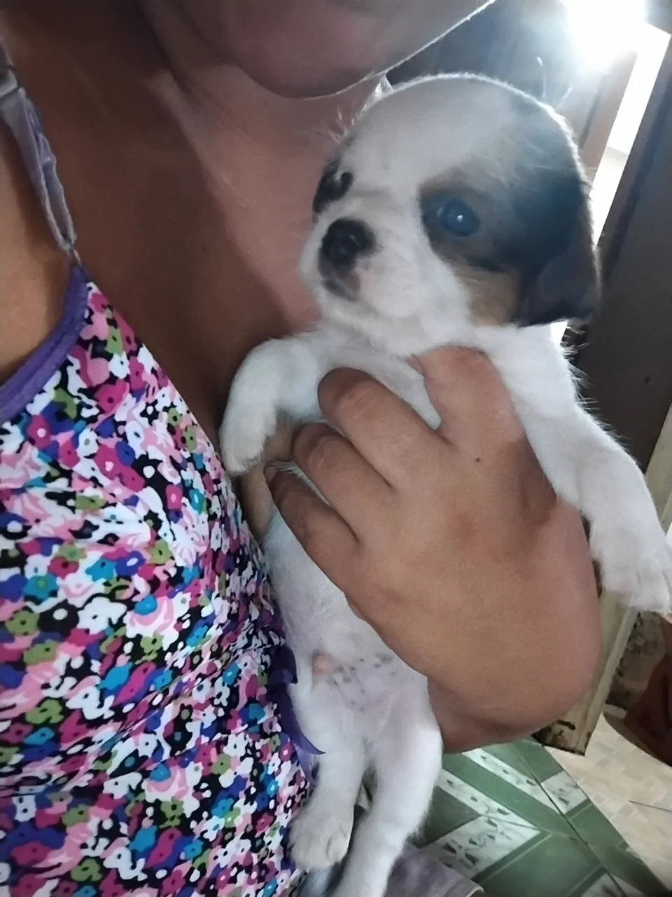 Filhote de cachorro com linda pelagem