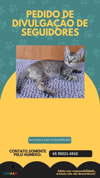 Lindos filhotes para adoção Responsável!