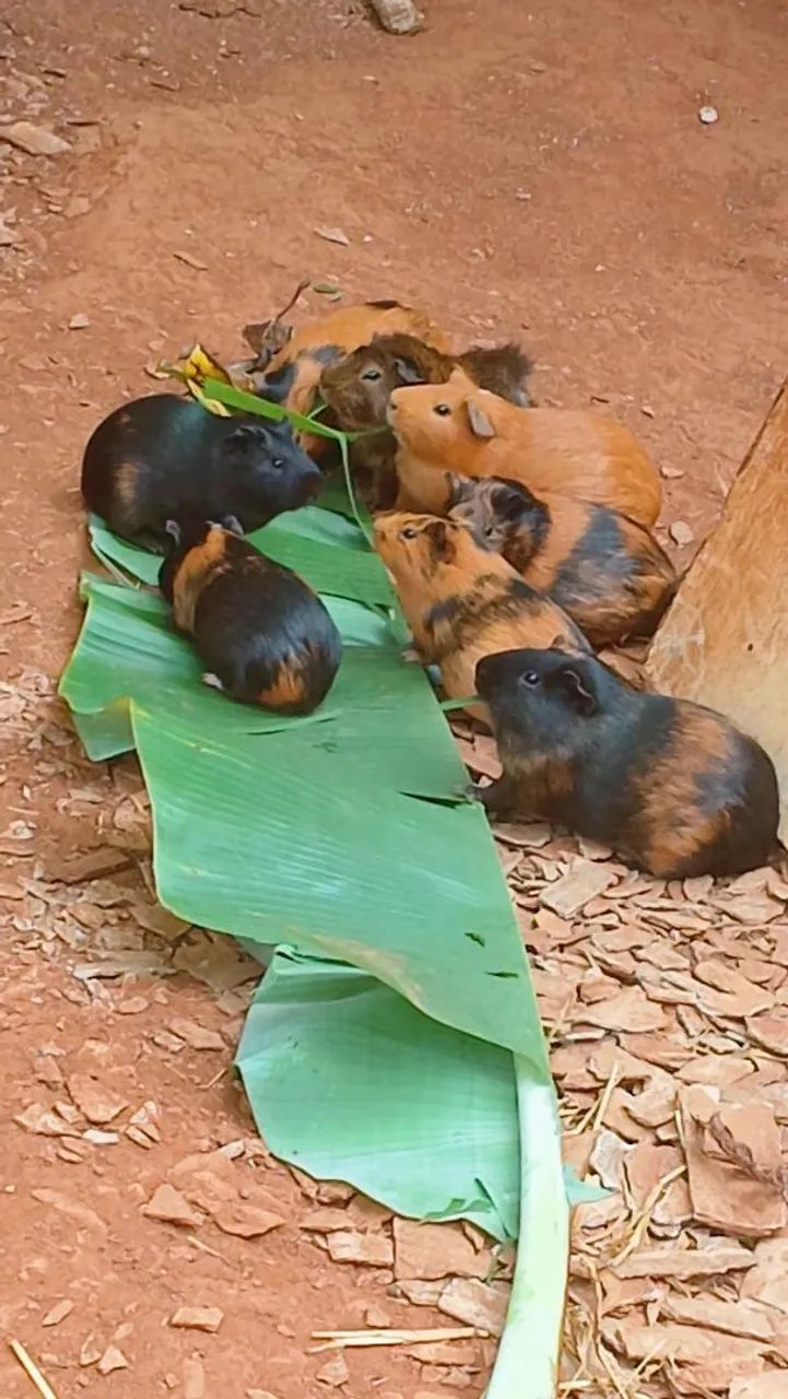 Porquinho da india - Foto 4