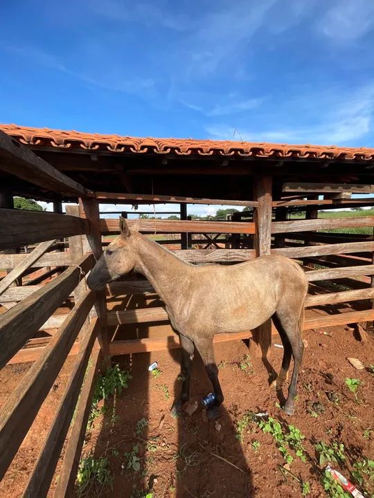 Potra Mangalarga Marchador Raça Pura - Foto 5