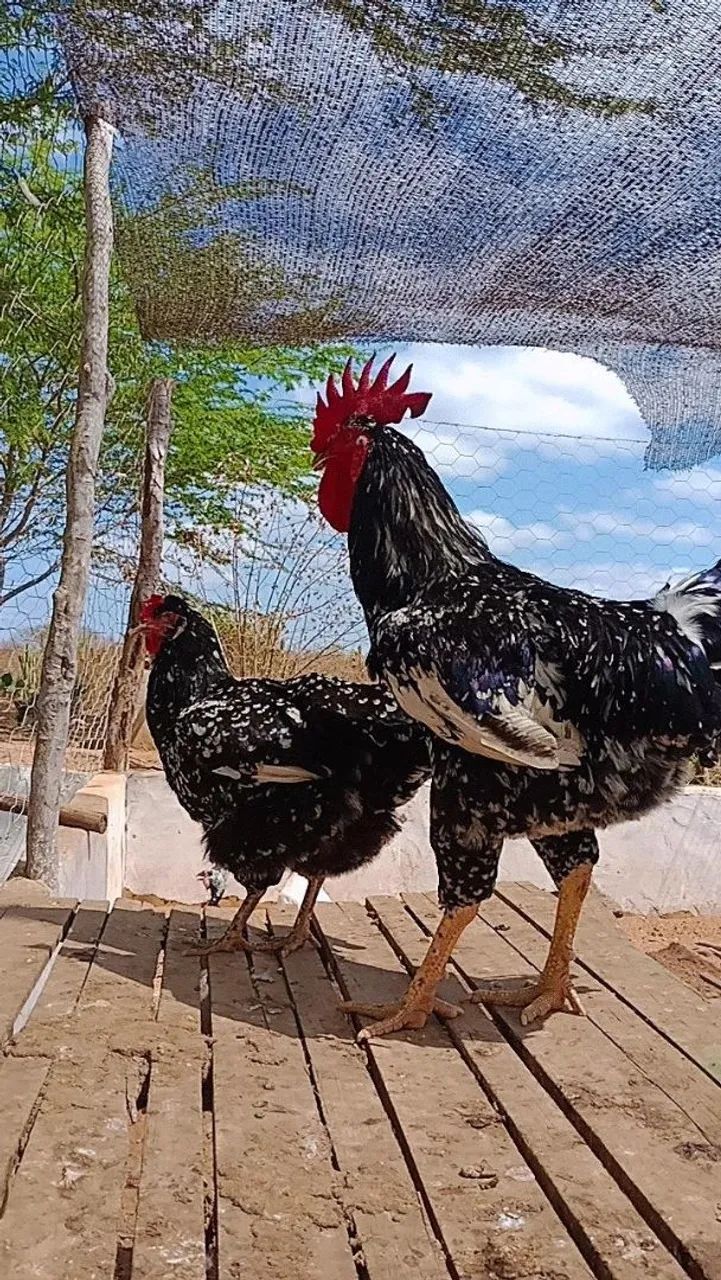 Galinha balao tradicional -  Linda plumagem! - Foto 3