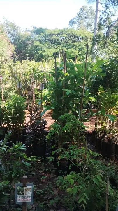 Vendo lote bairro jardim Verona em Ribeirão das neves 