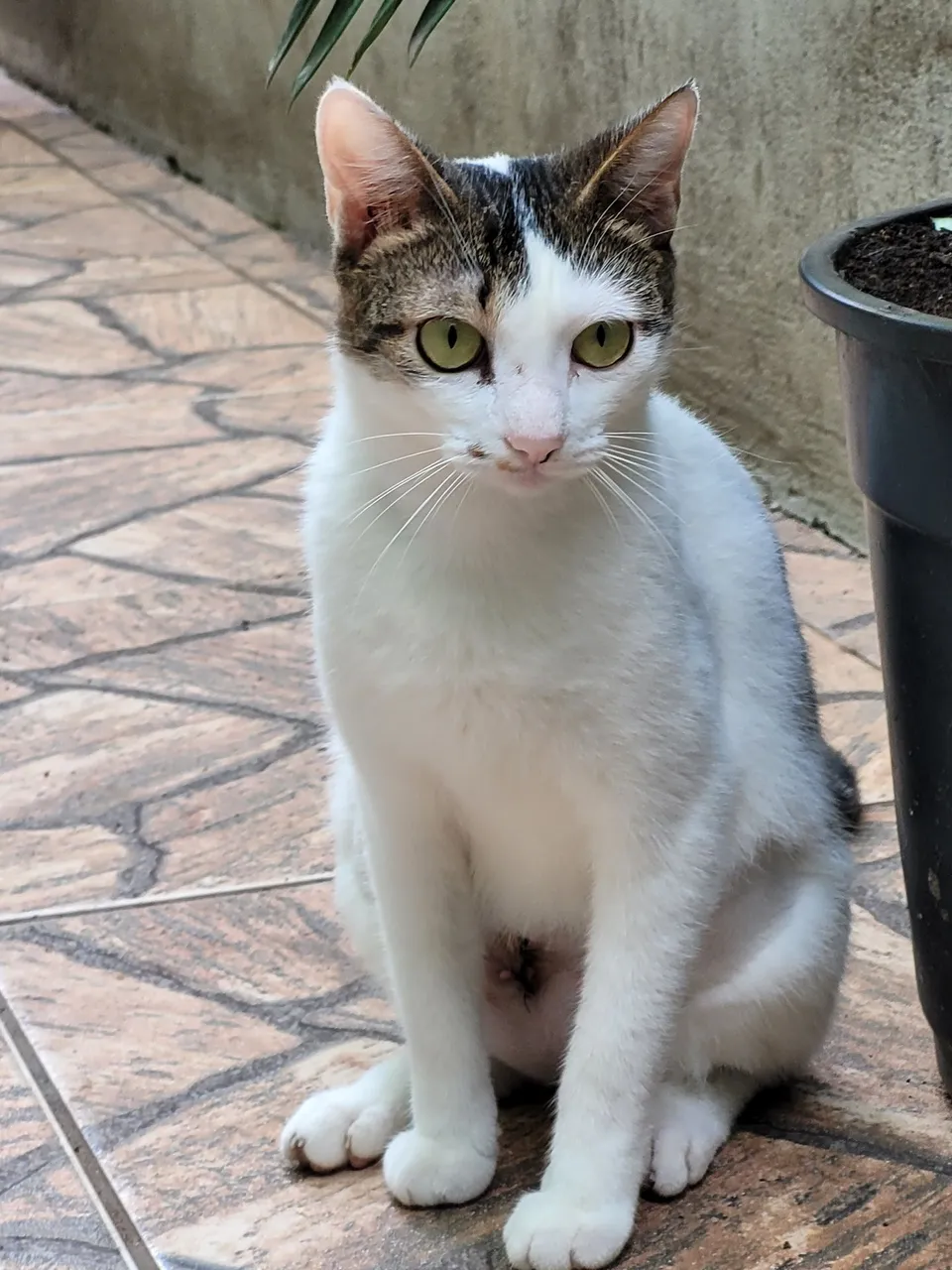 Gata castrada e muito mansa para adoção