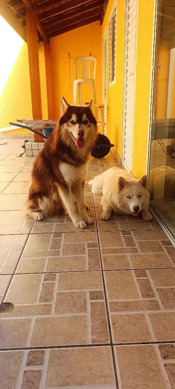 Filhotes de Husky Siberiano - Foto 5
