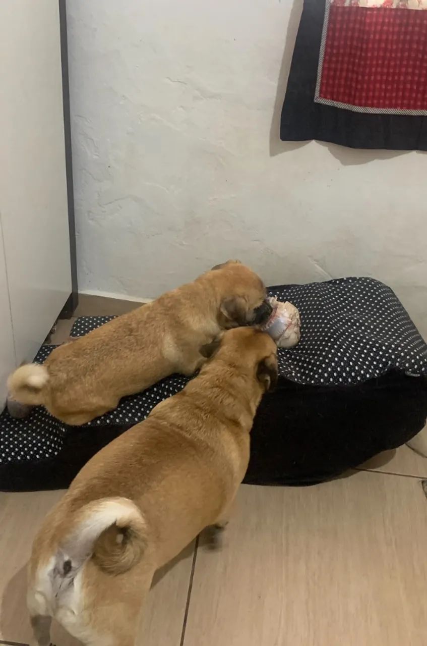 Doação de lindos filhotes raça pequena mistura de pug  - Foto 2