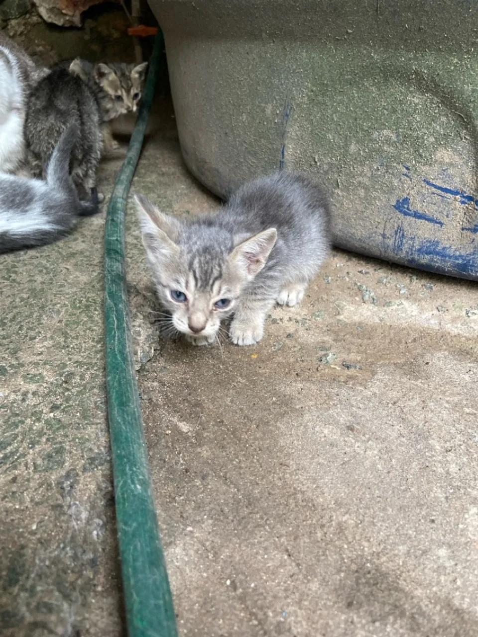 Gatinho Cinza para Adoção