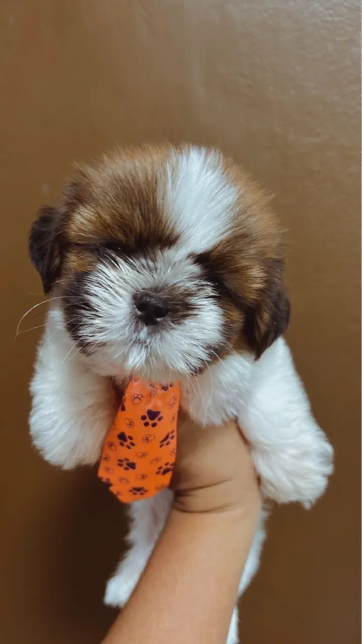 Vende se lindos filhotes de SHIHTZU  - Foto 2