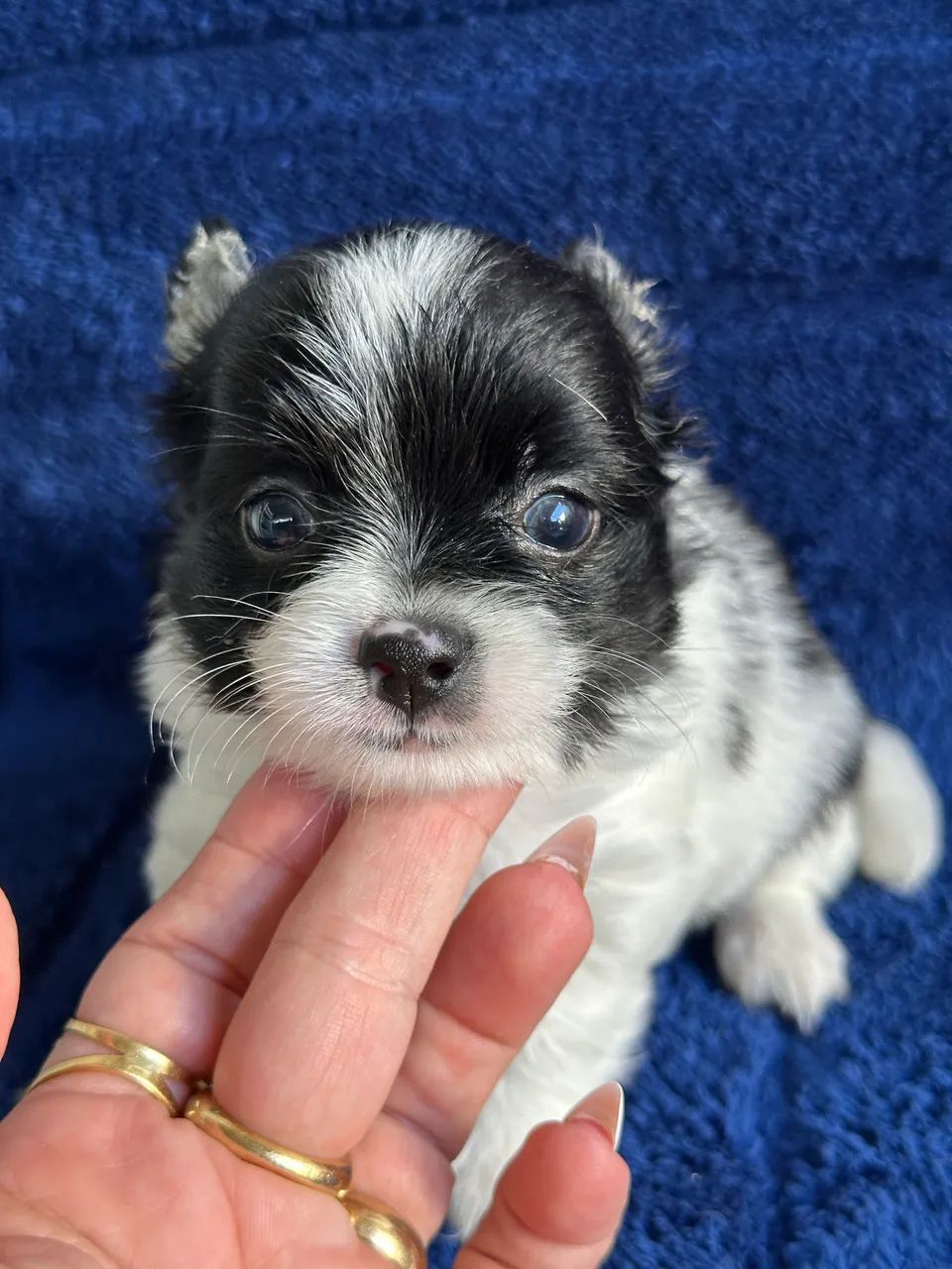 Chihuahua-O filhote de que vai impactar o seu Lar!