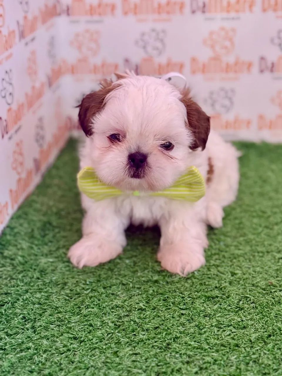 Filhote Fofo de Shih-tzu 