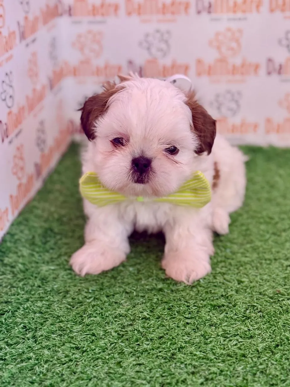 Filhote Fofo de Shih-tzu 