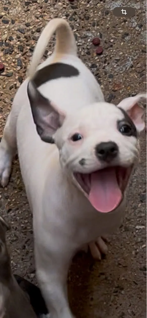 Filhote de Pitbull