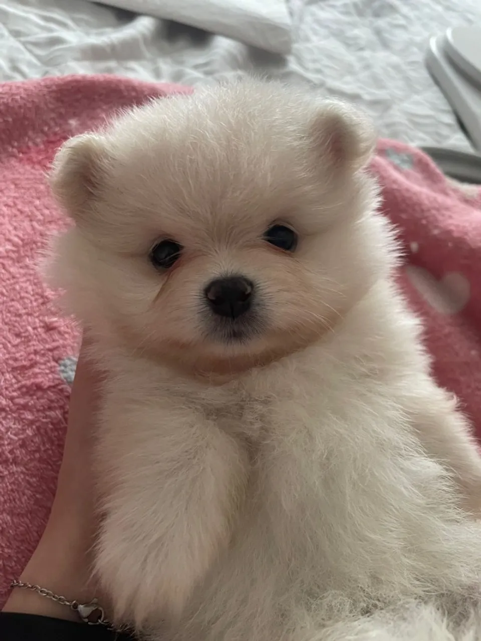 Filhote de Lulu da Pomerânia fêmea