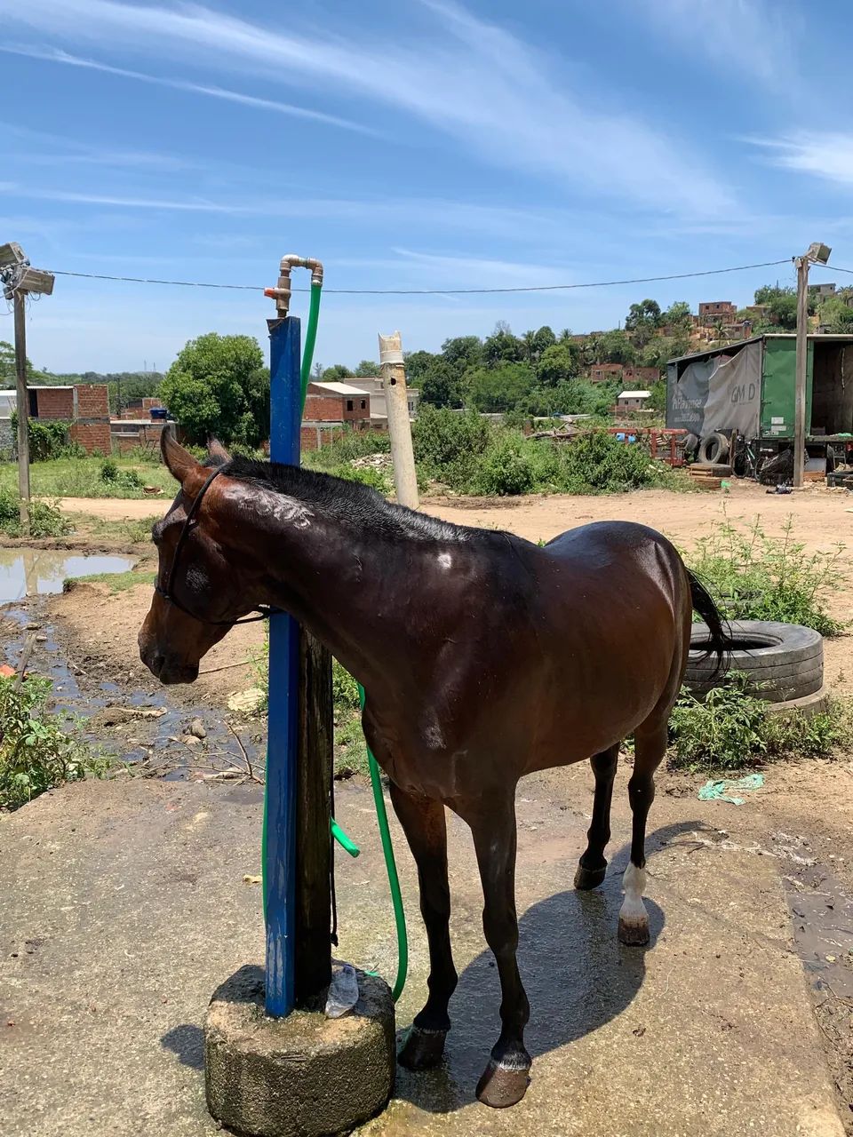 Cavalo american trotter  - Foto 2