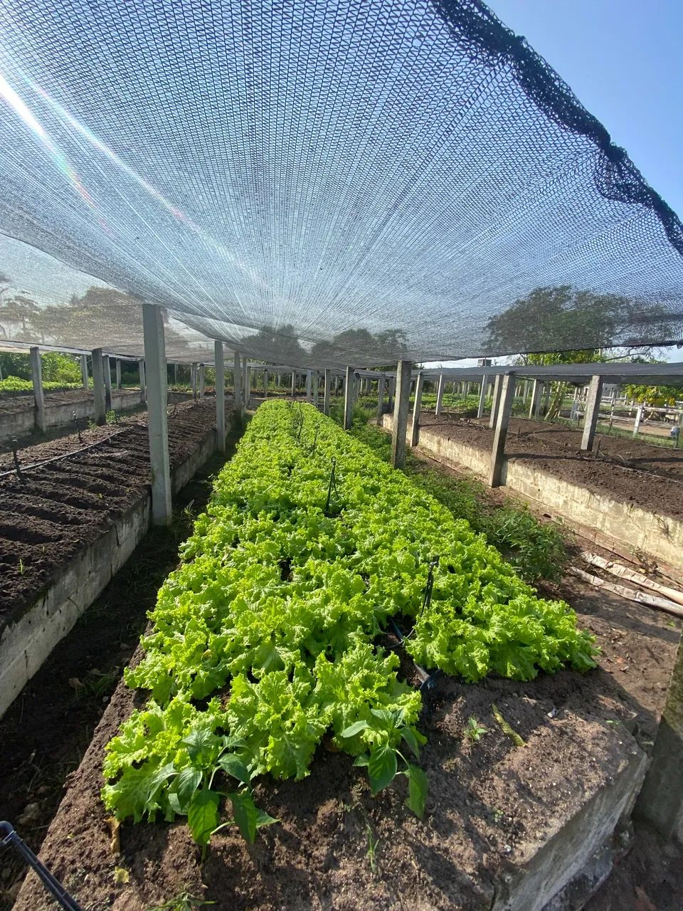 Lote no Greenville- oportunidade  - Foto 3