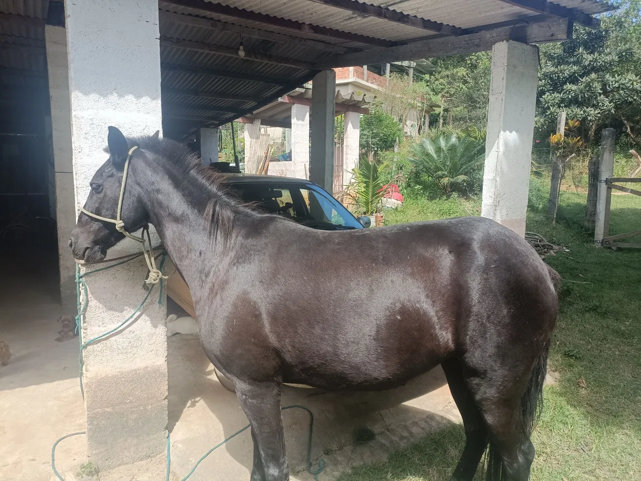 Égua meio sangue linda 4 anos 